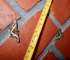 Chiasmia nora