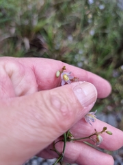 Dianella longifolia