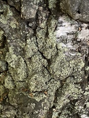 Flavoparmelia caperata