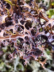 Masonhalea richardsonii