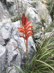 Dichromanthus cinnabarinus