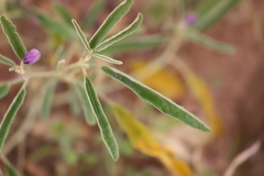 Solanum esuriale
