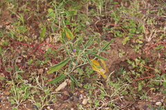 Solanum esuriale