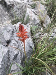 Dichromanthus cinnabarinus