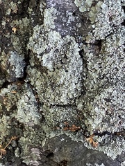 Flavopunctelia soredica