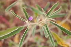 Solanum esuriale