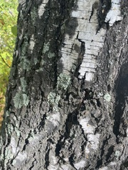 Flavopunctelia soredica