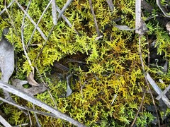 Thuidiopsis sparsa