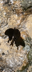 Papilio nephelus