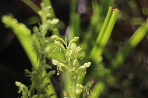 Peristylus iyoensis iNat (2)