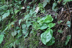 Liparis cordifolia