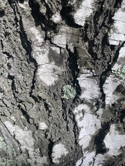 Flavopunctelia soredica