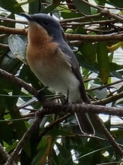 Myiagra rubecula