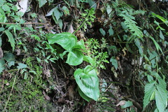 Liparis cordifolia