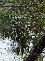 Myiagra rubecula