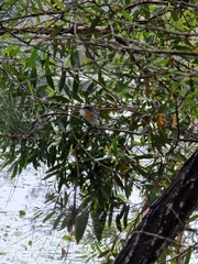 Myiagra rubecula