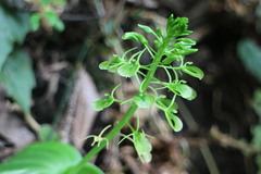 Liparis cordifolia