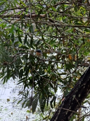 Myiagra rubecula