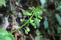 Liparis cordifolia