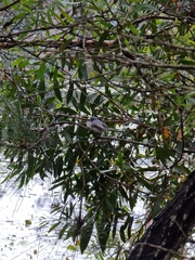 Myiagra rubecula