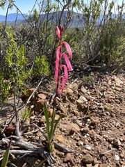 Watsonia aletroides