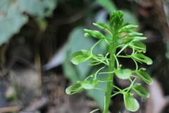 Liparis cordifolia