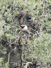 Anhinga novaehollandiae