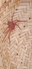 Neosparassus diana
