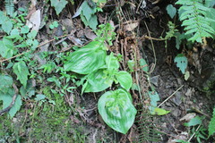 Liparis cordifolia
