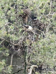 Anhinga novaehollandiae
