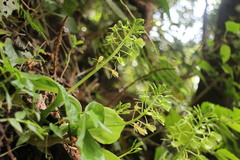 Liparis cordifolia