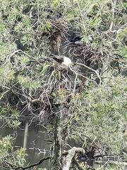 Anhinga novaehollandiae