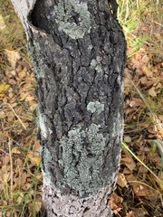 Flavopunctelia soredica