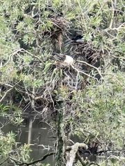 Anhinga novaehollandiae