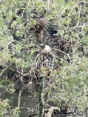 Anhinga novaehollandiae