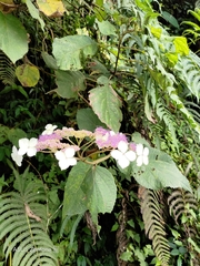 Hydrangea aspera