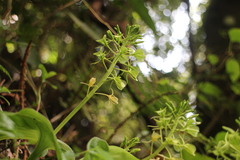 Liparis cordifolia