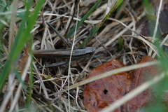 Mecostethus parapleurus