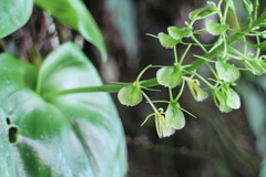 Liparis cordifolia