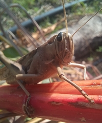 Acanthacris ruficornis