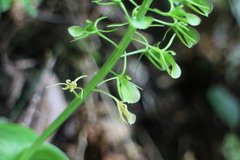 Liparis cordifolia