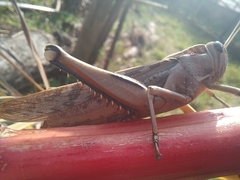 Acanthacris ruficornis