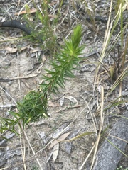 Melichrus urceolatus