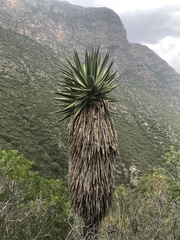 Yucca carnerosana
