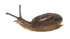Austrorhytida