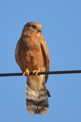 Falco rupicoloides