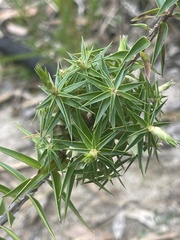 Melichrus urceolatus