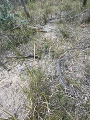 Melichrus urceolatus