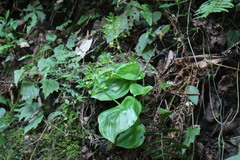Liparis cordifolia