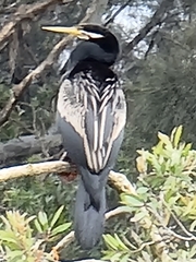 Anhinga novaehollandiae